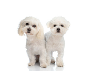 beautiful little bichon dogs looking forward, sitting and standing next to eachother
