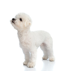 curious little bichon dog standing and looking up