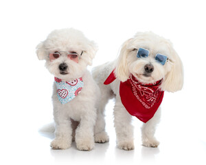 couple of 2 little bichon puppies with sunglasses and bandana sitting