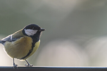 Rainy Day Vigil: Great Tit Portrait with Ample Copy Space