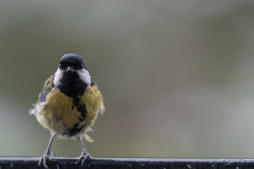 Wind-Swept Charm: A Scruffy Great Tit in the Autumn Rain