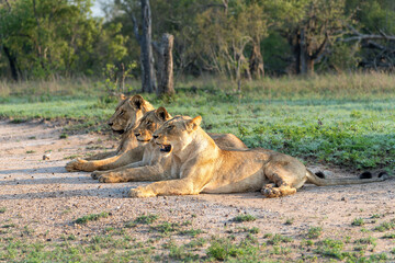 Lioness resting in Sabi Sands Game Reserve in the Greater Kruger Region in South Africa