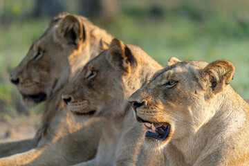 Lioness resting in Sabi Sands Game Reserve in the Greater Kruger Region in South Africa