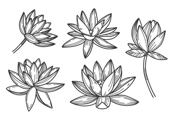 Fototapeta premium Lotus hand drawn illustration