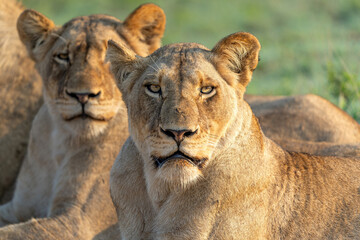 Lioness resting in Sabi Sands Game Reserve in the Greater Kruger Region in South Africa