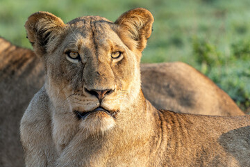 Lioness resting in Sabi Sands Game Reserve in the Greater Kruger Region in South Africa