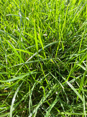 A detailed close-up image of fresh green grass blades growing densely outdoors. The sunlight highlights the vibrant color and healthy texture of the grass.