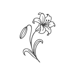 (Graceful Lily Bloom Illustration. A delicate monochrome drawing of a blooming lily with an unopened bud and foliage. This artistic rendition embodies pure beauty, renewal, and peaceful serenity.)