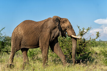 Obraz premium Elephant walking in Madikwe Game Reserve in the North Province of South Africa