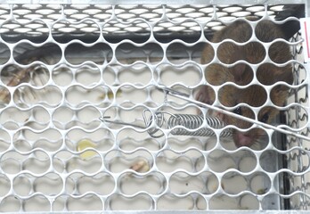rat trapping and quarantine in iron cage at house