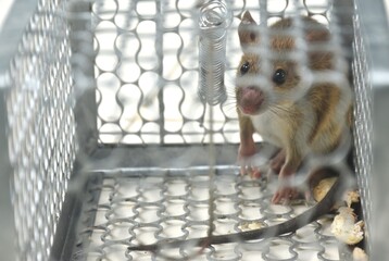 rat trapping and quarantine in iron cage at house