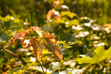 Young maple leaves glow in golden sunlight, revealing vibrant red and green hues. Blurred foliage and bokeh create a serene natural background