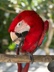 Red and green macaw on the branch