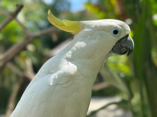 Close up of a beautiful white cockatoo parrot