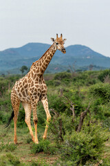 South African Giraffe (Giraffa giraffa giraffa) or Cape giraffe searching for water and food in Madikwe Game Reserve in South Africa