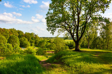 Majestic green oak tree dominates a vibrant meadow under a bright blue sky. Lush summer landscape with a winding path