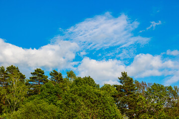 Lush green forest canopy under a vibrant blue sky with scattered white clouds above. Majestic pines and deciduous trees define the serene landscape