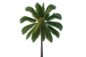 Obraz premium Green palm tree with lush fronds on transparent background representing tropical nature and vacation