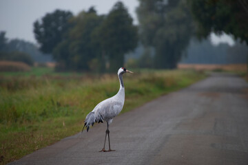 Ein einzelner Kranich steht auf einer ruhigen Landstraße – besondere Momentaufnahme aus dem Dümmer-Weserland.