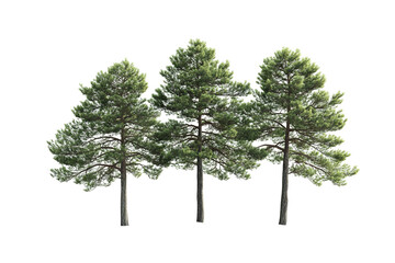 Serene pine forest scene with three tall mature trees for nature design