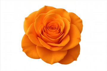 Vibrant orange rose bloom isolated on transparent background, conveying love, beauty, celebration, and romance