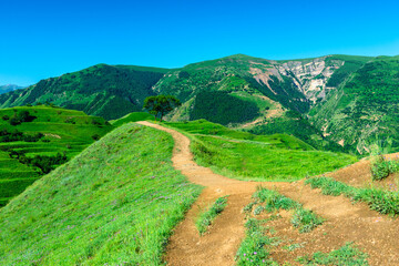Fototapeta premium Picturesque landscape with a path leading to a lonely tree against the backdrop of the Caucasus Mountains