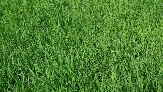 Ungeschnittener Rasen im Sommer, gr&uuml;nes Gras, Grashalme im Wind