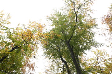 dense forest in rainy weather mushrooms
