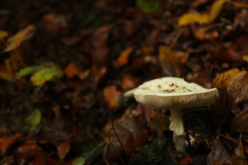 dense forest in rainy weather mushrooms
