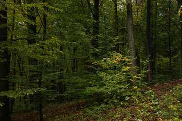 Obraz premium dense forest in rainy weather mushrooms 