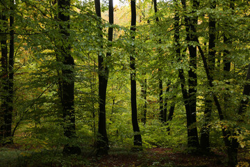 Obraz premium dense forest in rainy weather mushrooms 