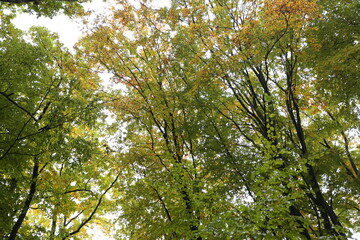 Fototapeta premium dense forest in rainy weather mushrooms 