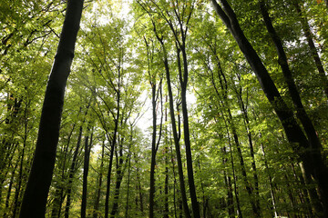 Fototapeta premium dense forest in rainy weather mushrooms 
