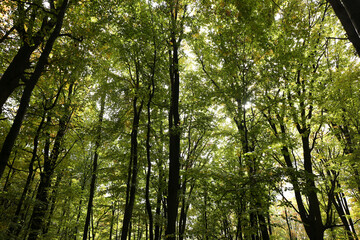 Obraz premium dense forest in rainy weather mushrooms 