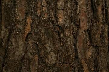 Texture of oak bark from the or oak tree as a background. Wooden tree texture.