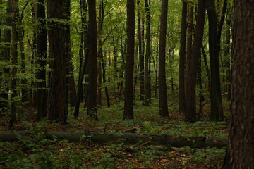 Obraz premium dense forest in rainy weather mushrooms 