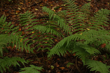 Fern in the aspen forest
