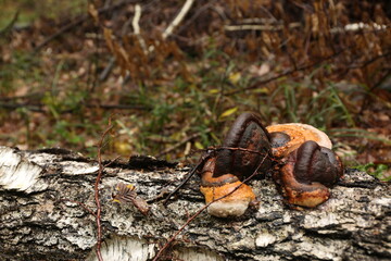Close-up of a group of parasitic mushrooms on a tree in the forest
