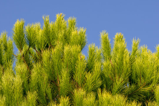 Pine tree needles reaching blue sky on sunny day