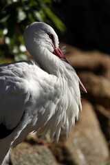 太陽を浴びたシュバシコウの横顔