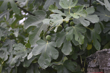 feigenbaum
