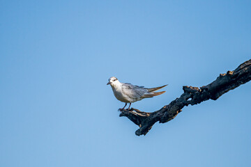 A small, gray-and-white bird perches on a gnarled, dark branch against a bright, cloudless blue sky, looking to its left.