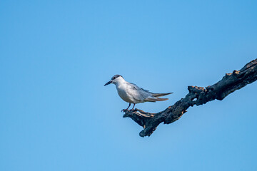 A small, gray-and-white bird perches on a gnarled, dark branch against a bright, cloudless blue sky, looking to its left.