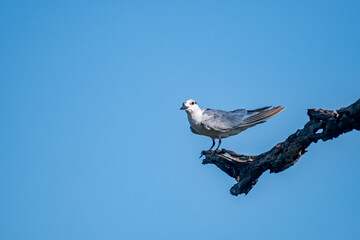 A small, gray-and-white bird perches on a gnarled, dark branch against a bright, cloudless blue sky, looking to its left.