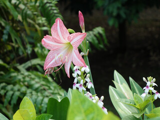 Pink Amaryllis Flower or Hippeastrum Blooming in Tropical Botanical Garden