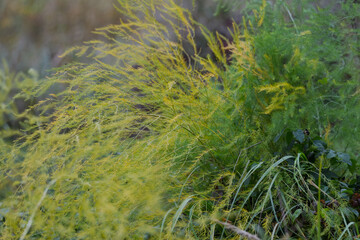 A bunch of green plants with yellow flowers