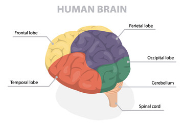 Structure of human brain schematic vector illustration. Flat isometric vector illustration diagram. Educational medical information banner.