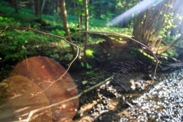 Delicate spiderweb stretched between dry branches in a sunny forest, shimmering with dew drops. Nature's intricate design by a stream, highlighted by lens flare
