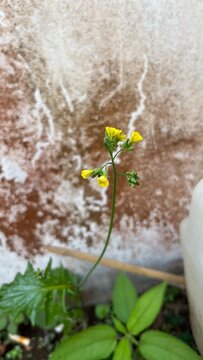 Yellow ramban flowers with green leaves grow wild in the yard