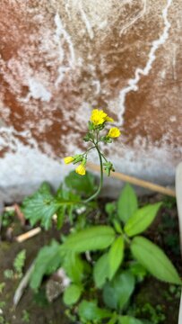 Yellow ramban flowers with green leaves grow wild in the yard